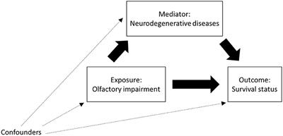 Is Olfactory Impairment Associated With 10-year Mortality Mediating by Neurodegenerative Diseases in Older Adults? The Four-Way Decomposition Analysis